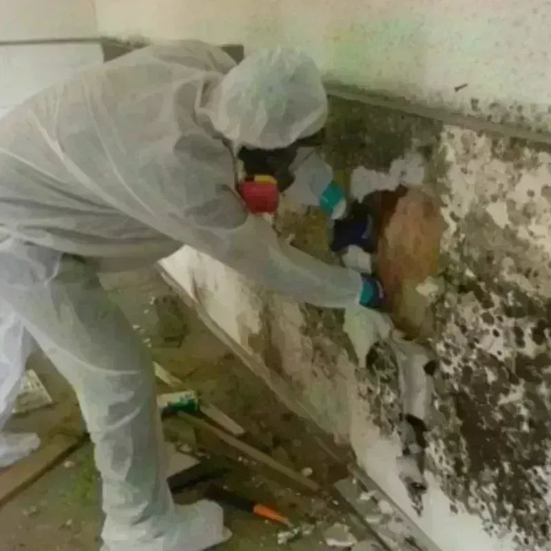 Mold Remediation and Removal in Minneota, MN